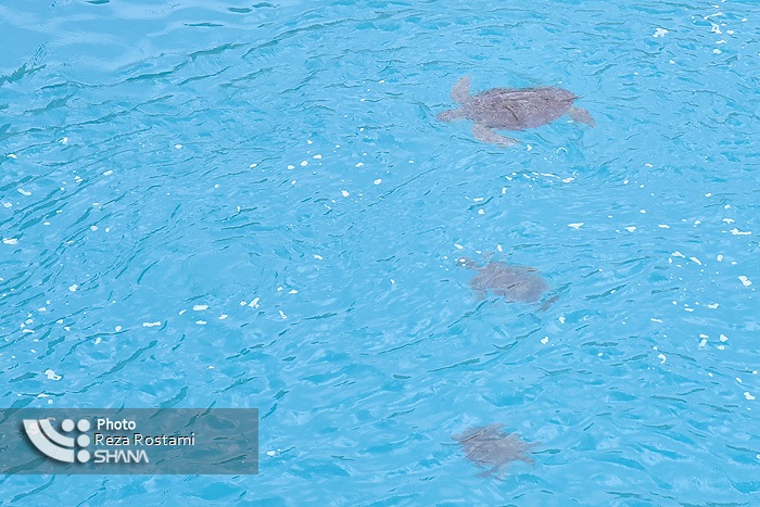 نجات لاکپشت‌های نایبند 1