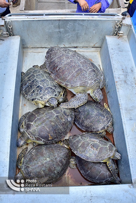 نجات لاکپشت‌های نایبند 16