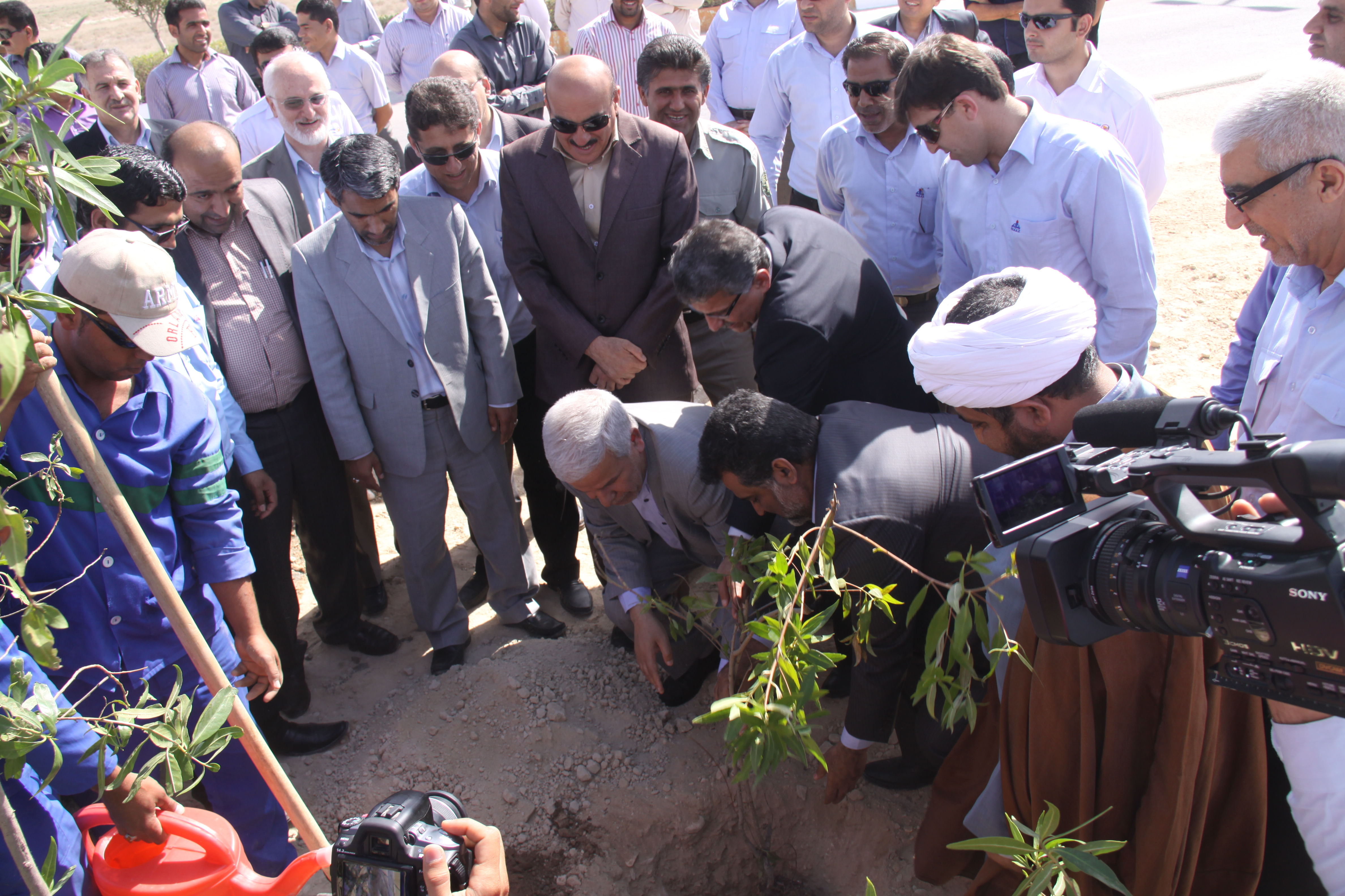 درختکاری