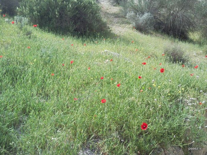 کوهپیمایی