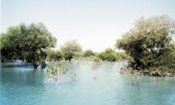 حرا ، درختی که از اشک چشم آدم رویید