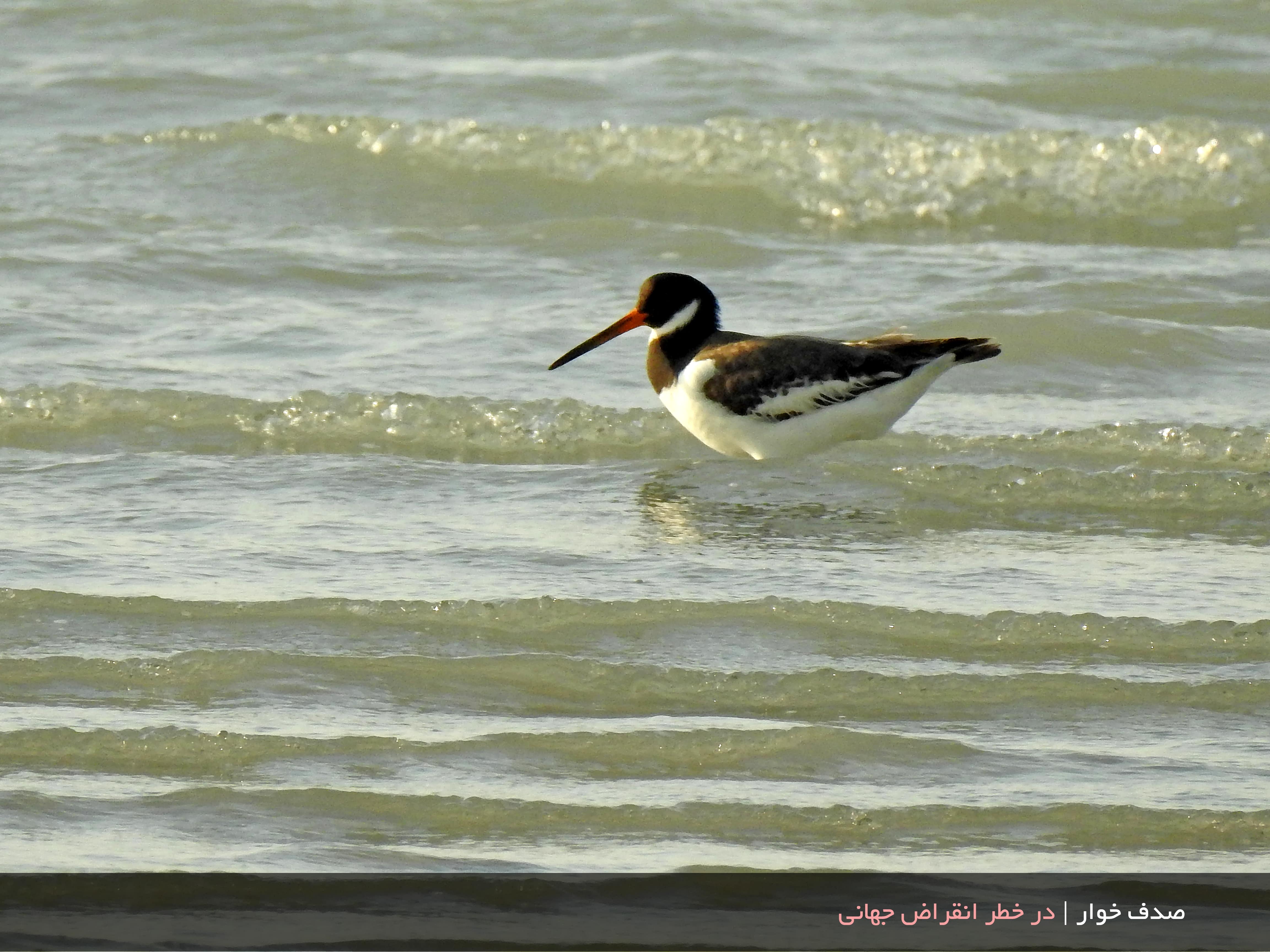 کارگاه آموزش عکاسی در طبیعت 11