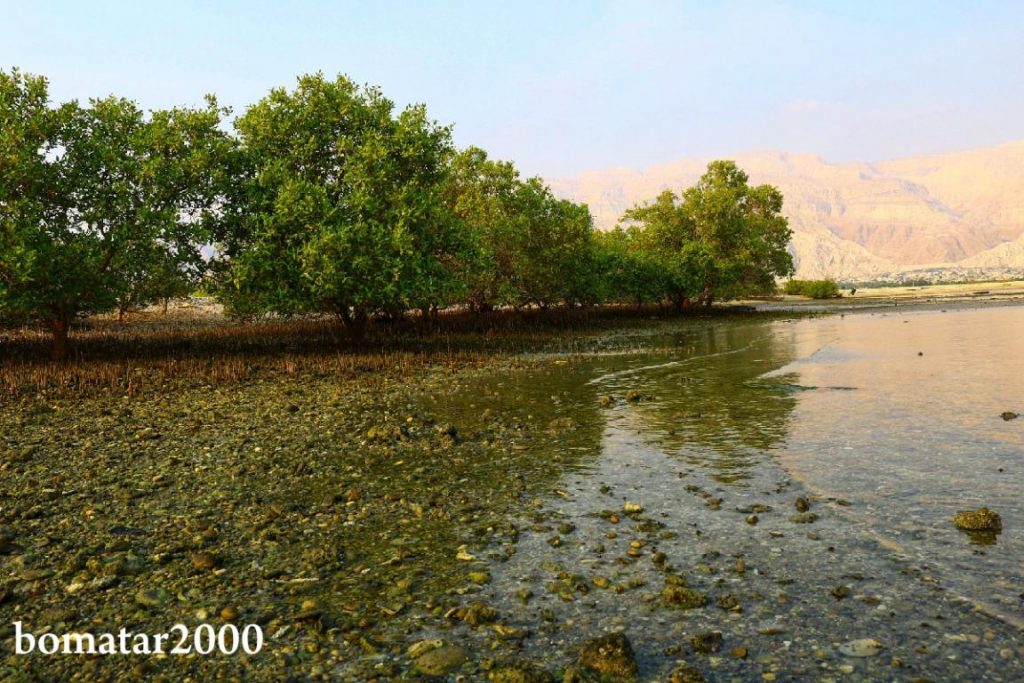 زیباییهای جنگل حرا عسلویه 1