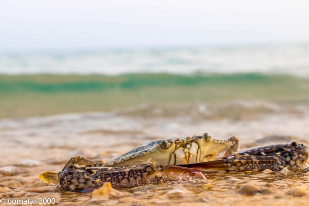 زیباییهای جنگل حرا عسلویه 3