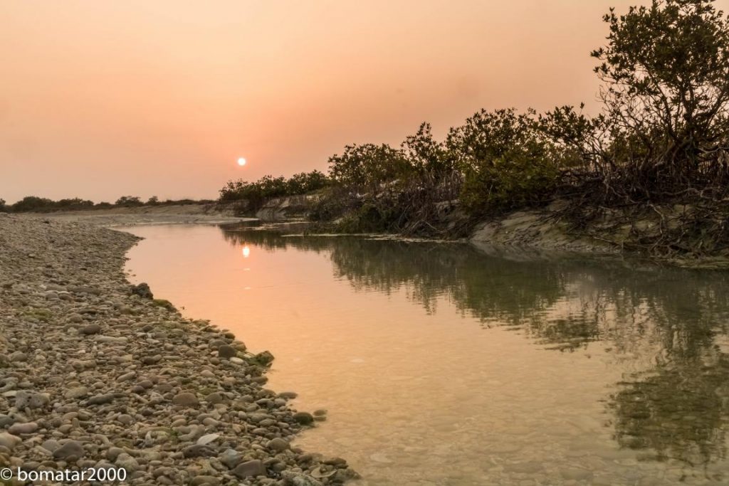 زیباییهای جنگل حرا عسلویه 5