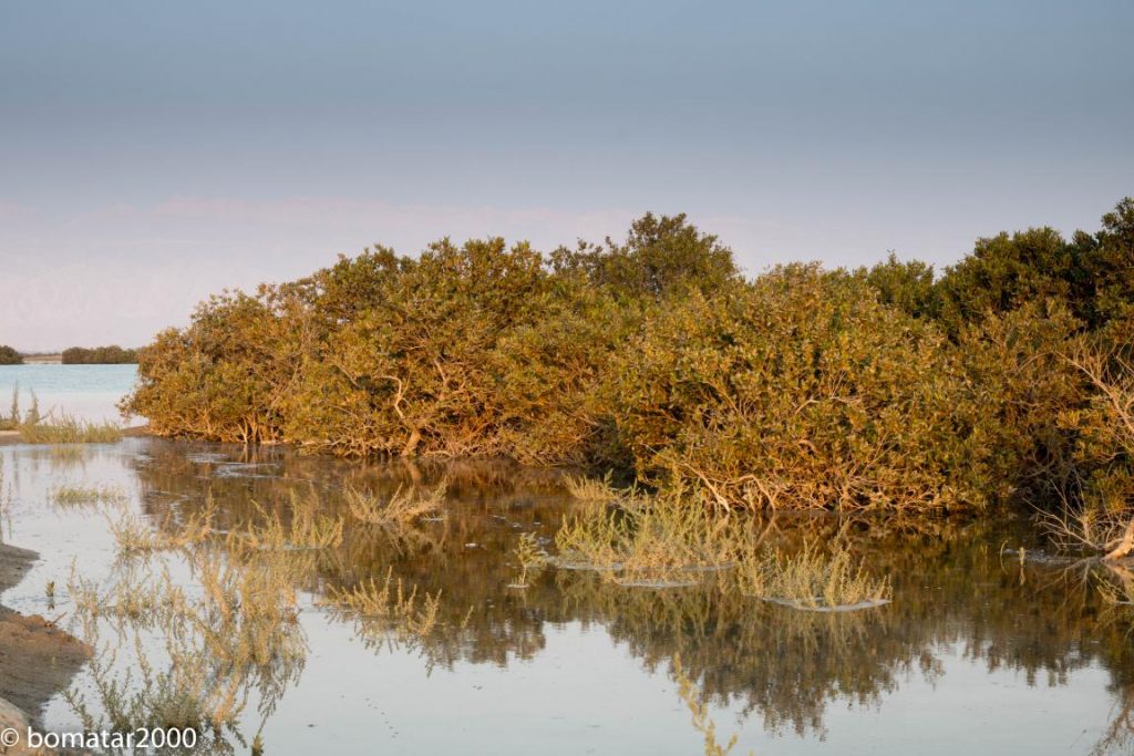 زیباییهای جنگل حرا عسلویه 6