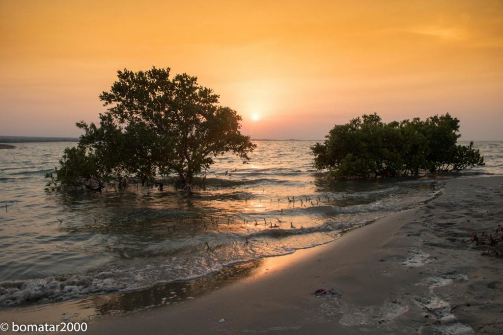 زیباییهای جنگل حرا عسلویه 8