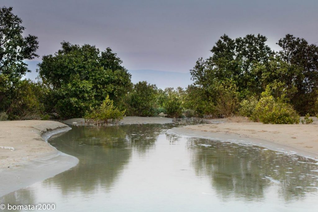 زیباییهای جنگل حرا عسلویه 9