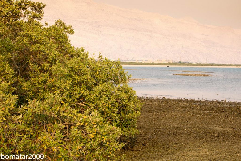 زیباییهای جنگل حرا عسلویه 11