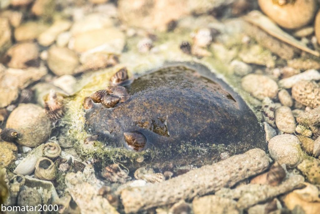 زیباییهای جنگل حرا عسلویه 12