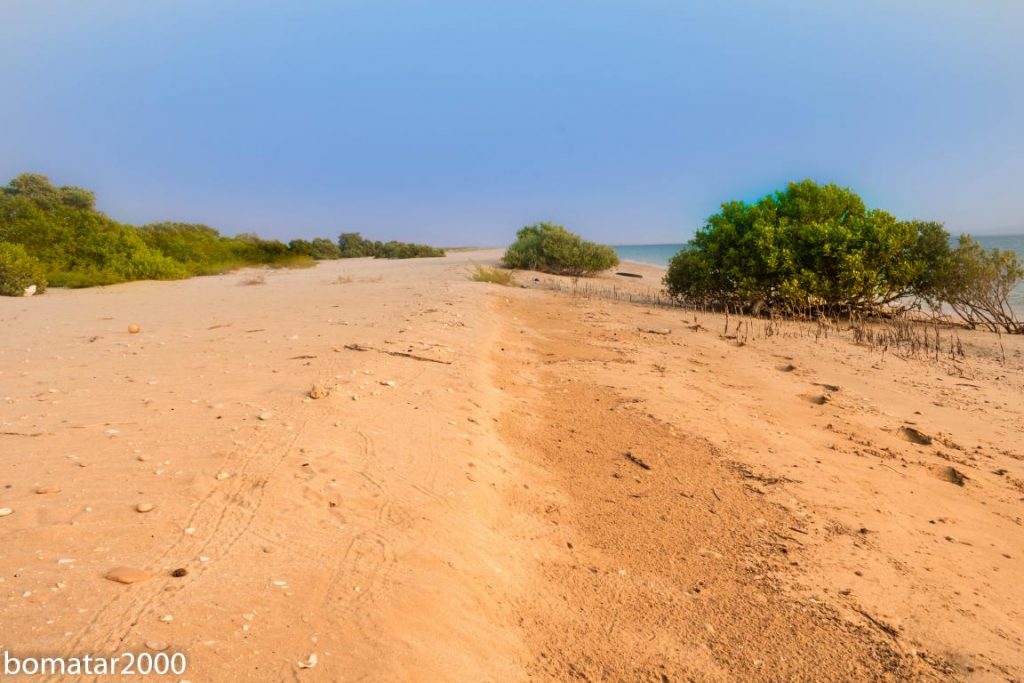 زیباییهای جنگل حرا عسلویه 14