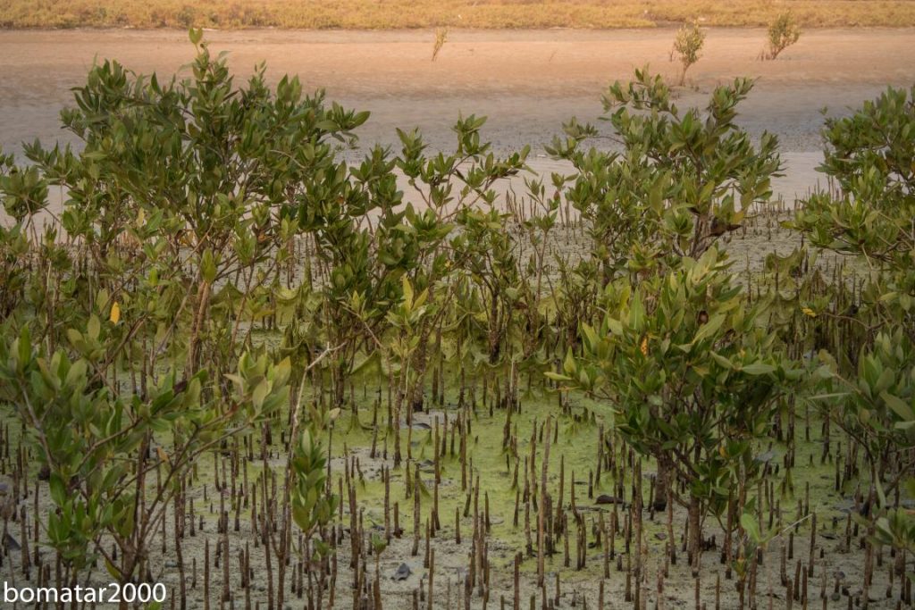 زیباییهای جنگل حرا عسلویه 15