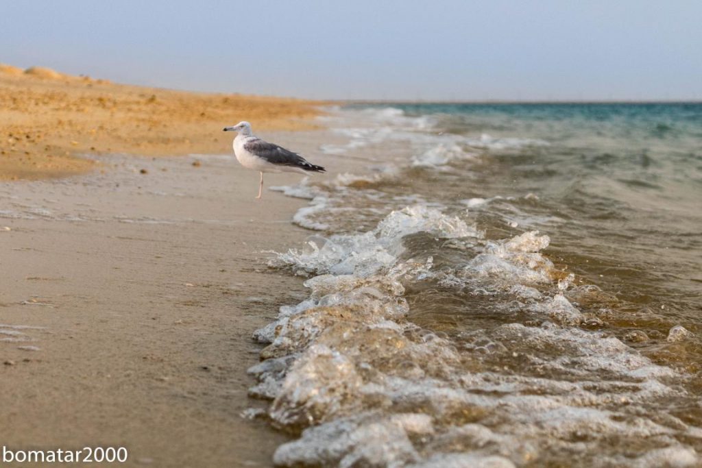 زیباییهای جنگل حرا عسلویه 16