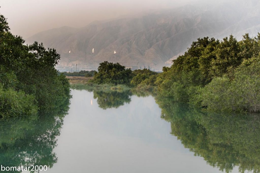 زیباییهای جنگل حرا عسلویه 18