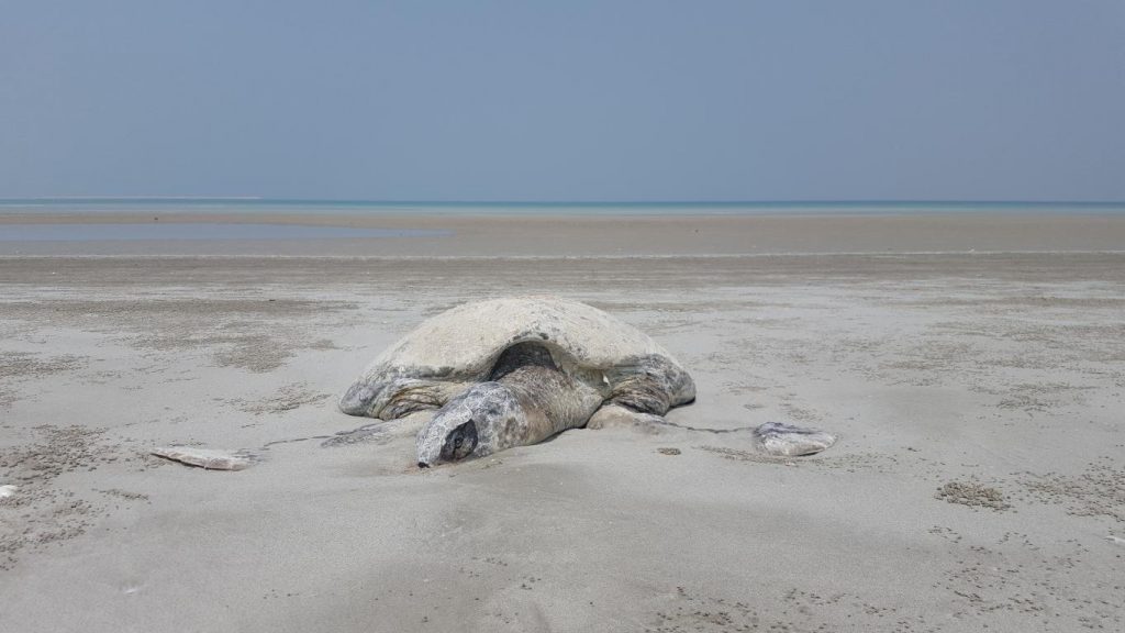 زیباییهای جنگل حرا عسلویه 19