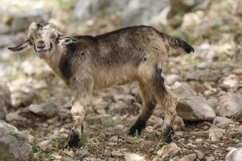 پیمایش مسیر آبشار زرد لیمه در کوهرنگ  50