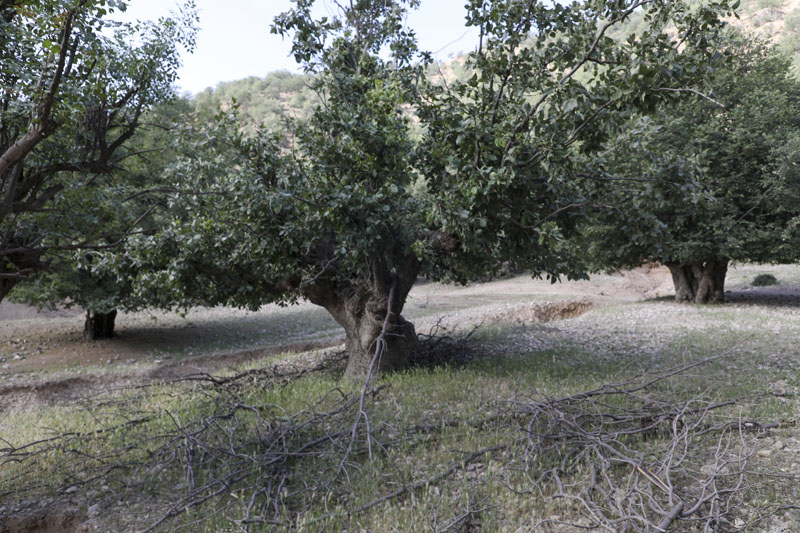 پیمایش مسیر آبشار زرد لیمه در کوهرنگ  74